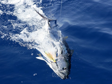 Bluefin tuna - makrellstørje