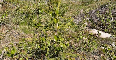 Колись у майбутньому трирічні діти стануть якісними теслями. Зараз, після трьох років перебування в землі, ялини мають висоту 20-50 см.