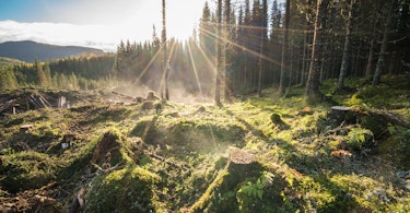 Hogst i forsøksskog i Vesterå, Bangdalen