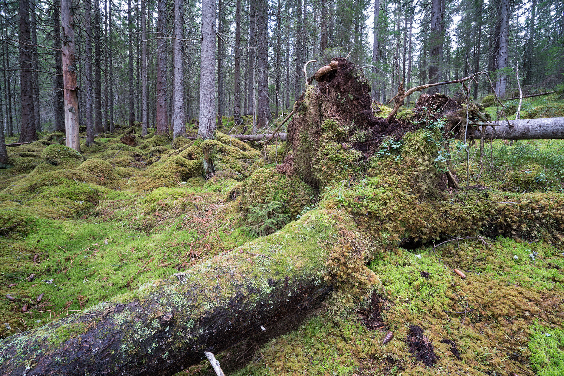 Liggende død ved - Grønøra i Snåsa
