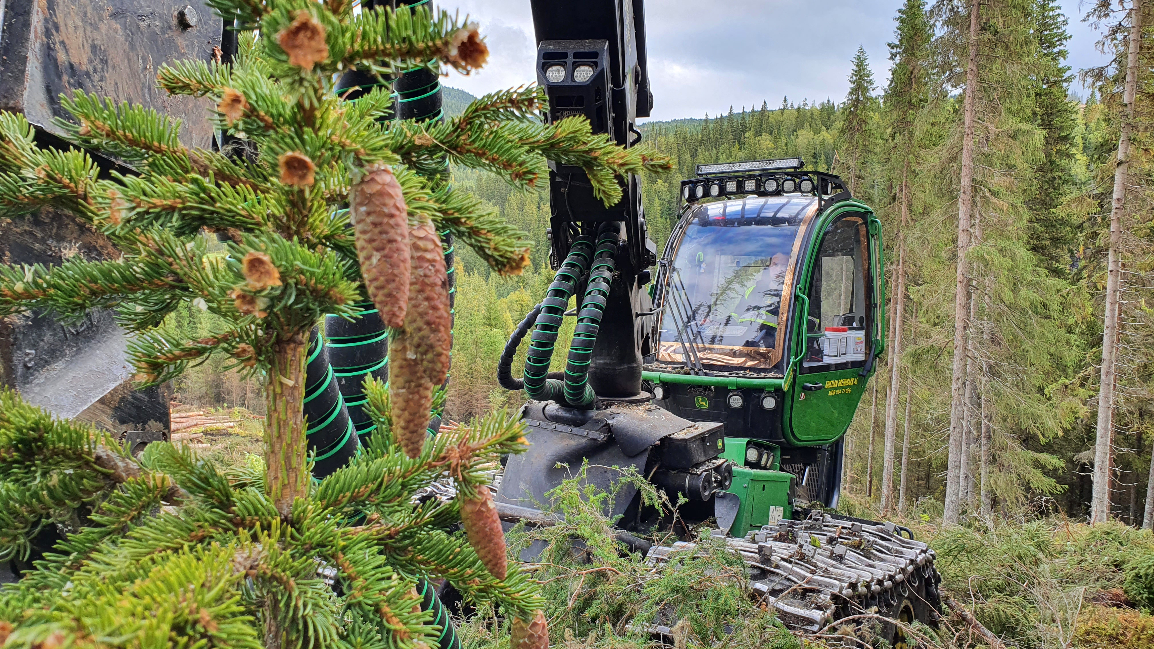 Kongler Hattfjelldal topp maskin Øyvind Edvardsen Skogfrøverket