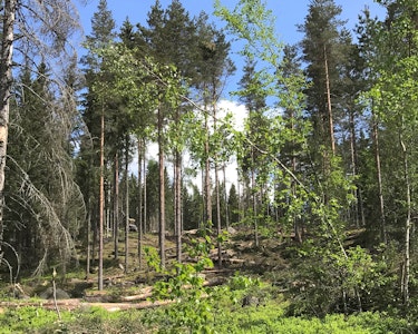 Opprydding snøbrekk skog vinter 2021 Foto Rune Holmøy Aamold Statskog