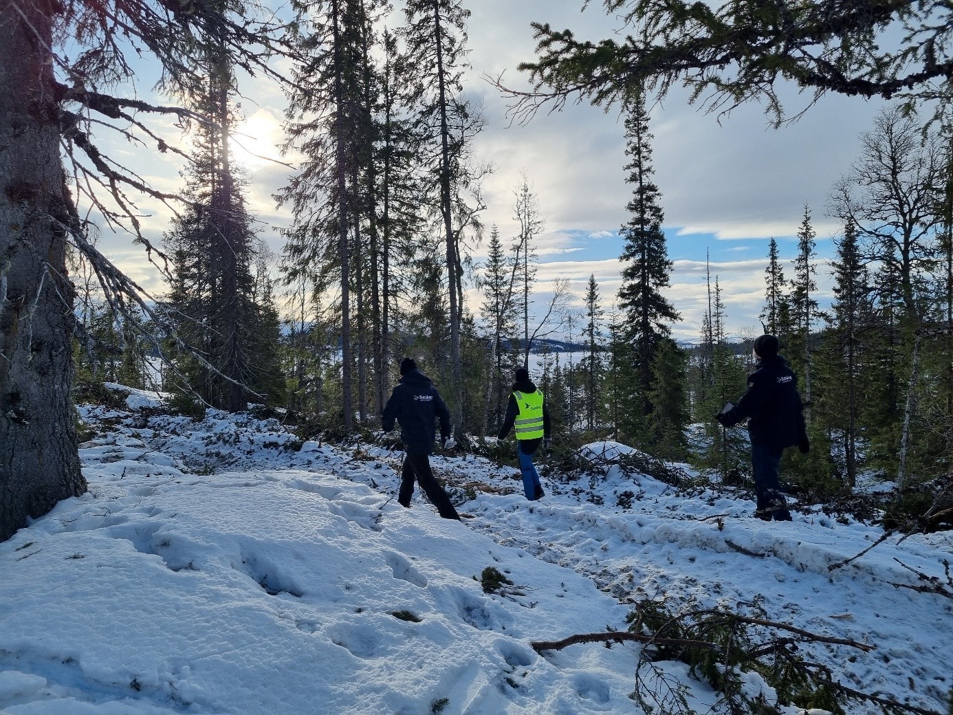 Meråker - etter lukket hogst