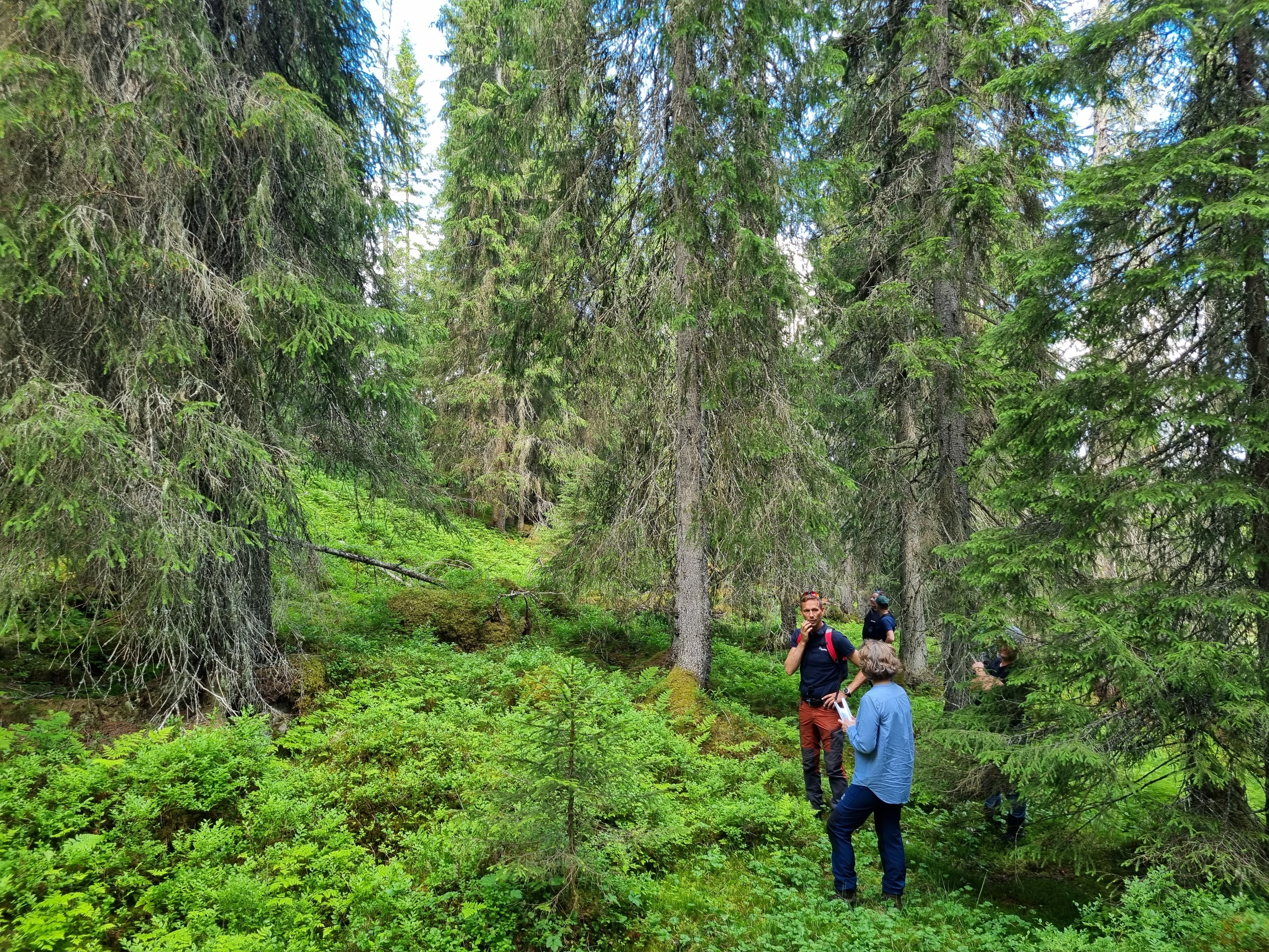Nøkkelbiotop gammelskog