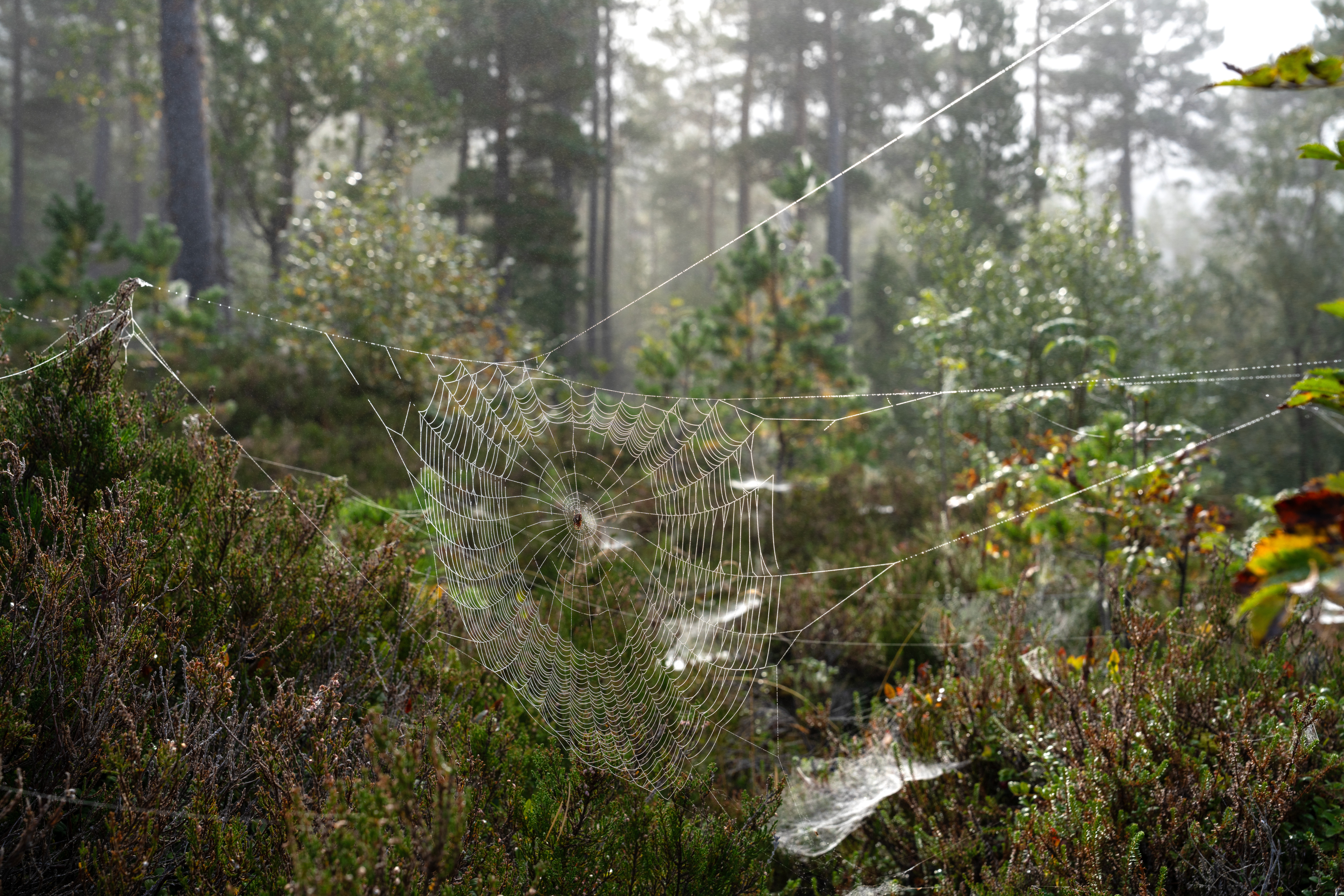 Spindelvev i skog