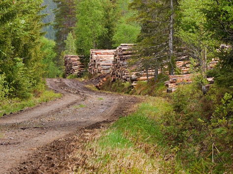Tømmerlunne etter skogsdrift i Bangdalen