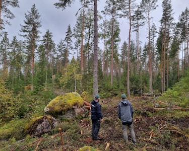 Åpen hogst - frøtrestilling med markberedning i Ljørdalen