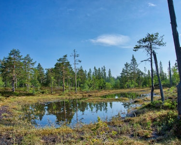 På vei til Kroktjern i Finnemarka naturreservat