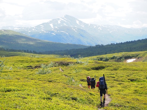 Turfølge på vei mot Tespedalen i Saltfjellet Svartisen nasjonalpark