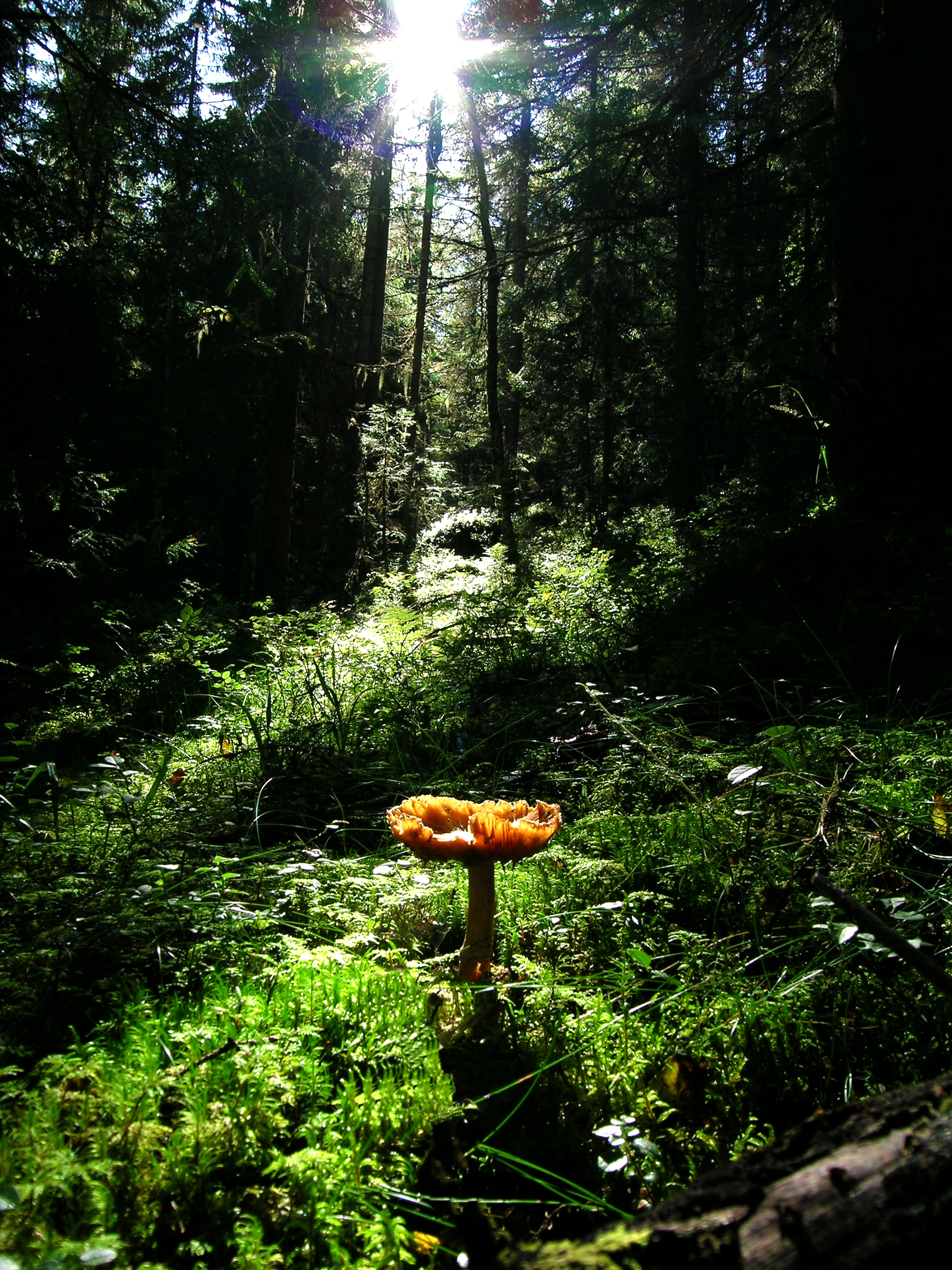 Sopp i lys på skogbunn