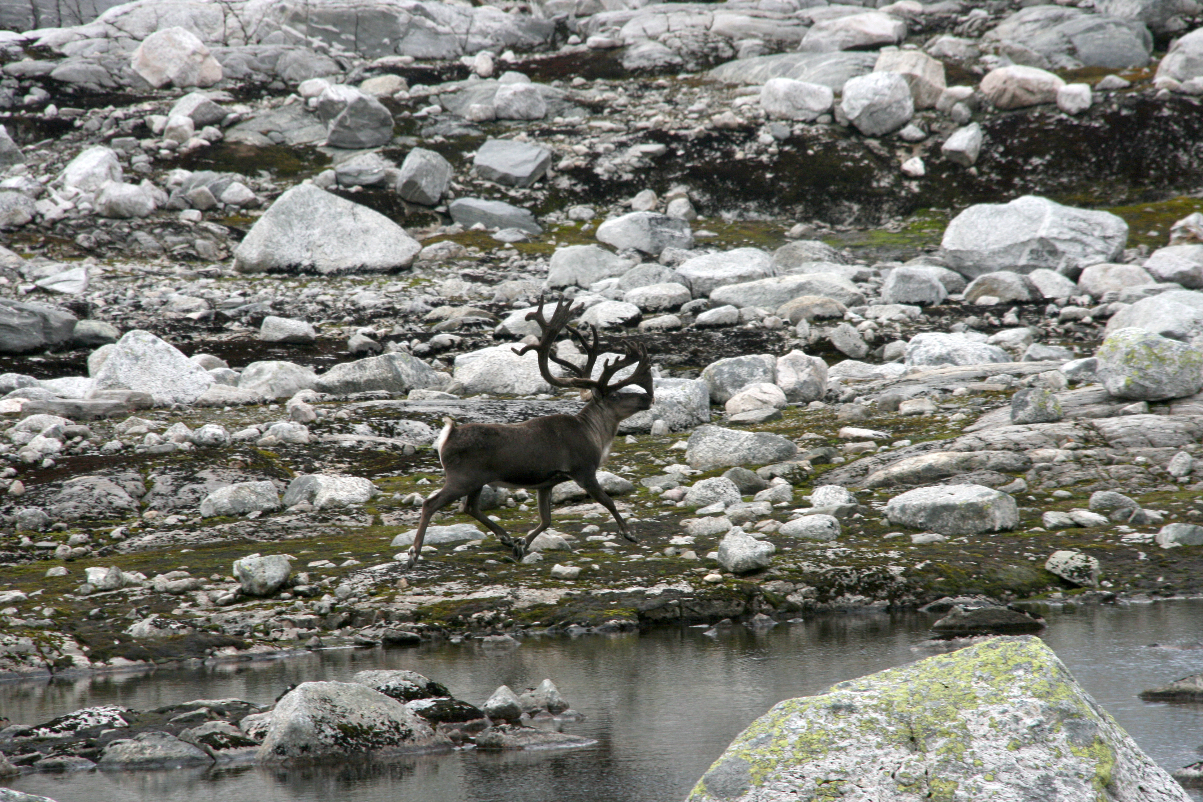 Villrein i Njardarheim